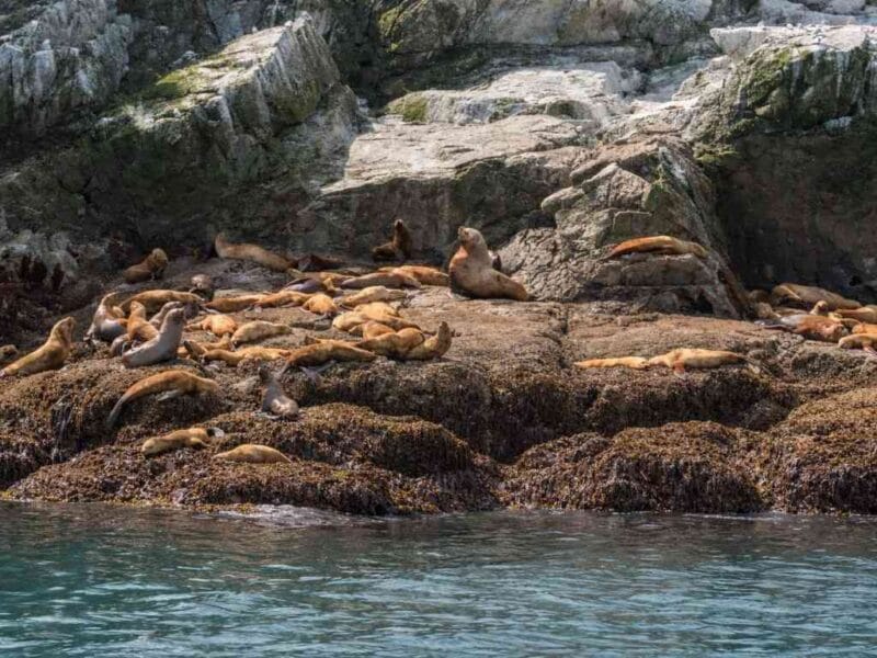 Driftwood Wilderness Lodge – Kadiak Fishing, Alaska, USA