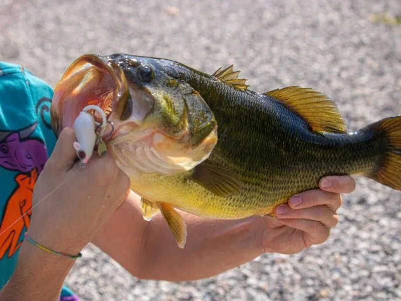 Balsam Resort – Balsam Lake Fishing, Ontario, Canada